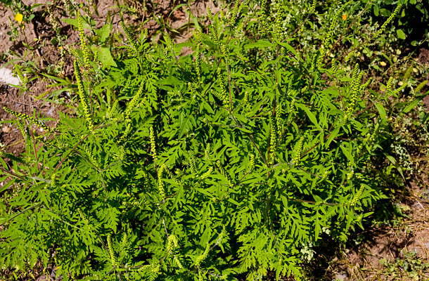 Parlagfű - Ambrosia artemisifolia