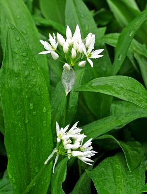 Medvehagyma - Allium ursinum