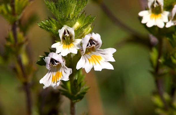 Szemvidítófű – Euphrasia officinalis