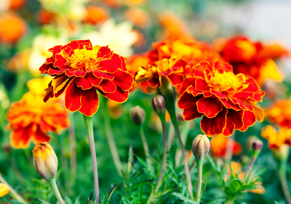 Igaz ez a büdöskének becézett bársonyvirágra - Tagetes - is, mely szintén a talajban található kártevőkkel, valamint a levéltetvekkel veszi fel a harcot.