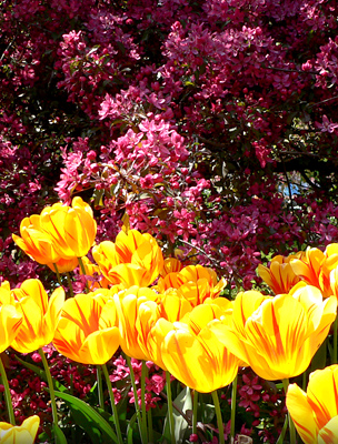 Tavasz a Budai Arborétumban