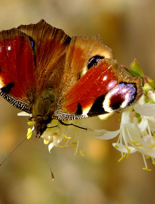 Pillangó a Budai Arborétumban