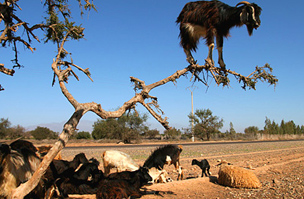 Marokkói kecskék