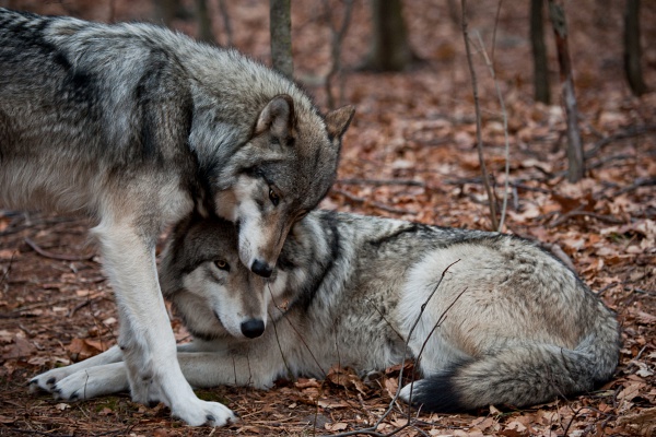 Találkozhatsz farkassal az erdőben? Teszteld, mennyire ismered a hazai állatvilágot!