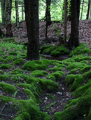 A szalafői őserdő jellegzetes talajtakarója: moha