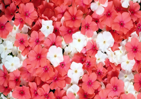 A 7 legszebb virágos háttérkép tavaszra: ingyen letöltheted őket