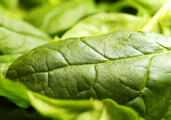 
                        	A spenót ez egyik leghatékonyabb lúgosító zöldség. Ezenkívül a benne lévő B-vitaminoknak köszönhetően gyorsítja szervezeted anyagcsere-folyamatait is.