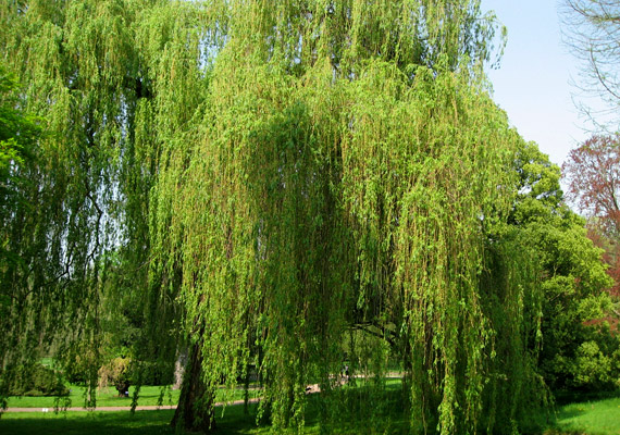 	A fűz - Salix - pollenje március-április-májusban okoz allergiás tüneteket.