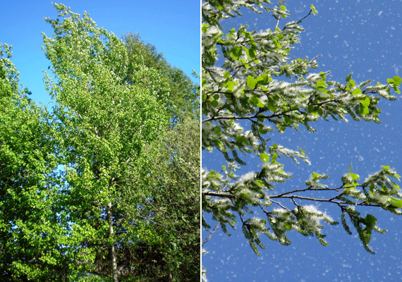 	A nyár - Populus - március-június között szórja a pollenjét. Fehér repítő szőrei, melyek olykor beborítják a parkokat, nem okoznak allergiát, csupán kellemetlenséget.