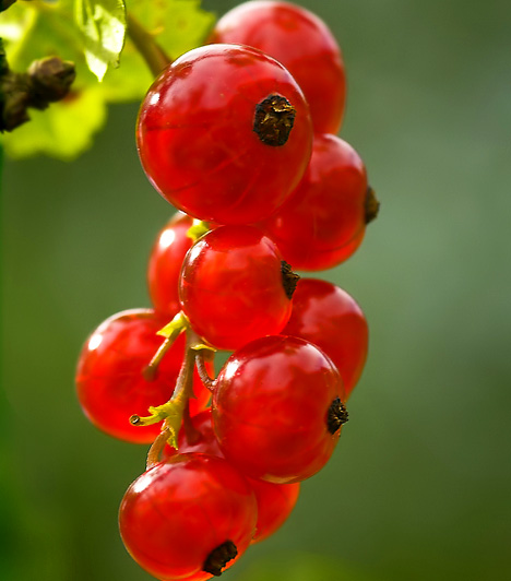 Ribizli A gyönyörű piros gyümölcs káliumot, kálciumot, foszfort, sok pektint tartalmaz, valamint gazdag citromsavban és más gyümölcssavakban. Mindezek miatt kiváló antioxidáns tulajdonságokkal bír, ráadásul különösen magas a C-vitamin tartalma.  Kapcsolódó cikk: A 10 legjobb zsírégető gyümölcs »
