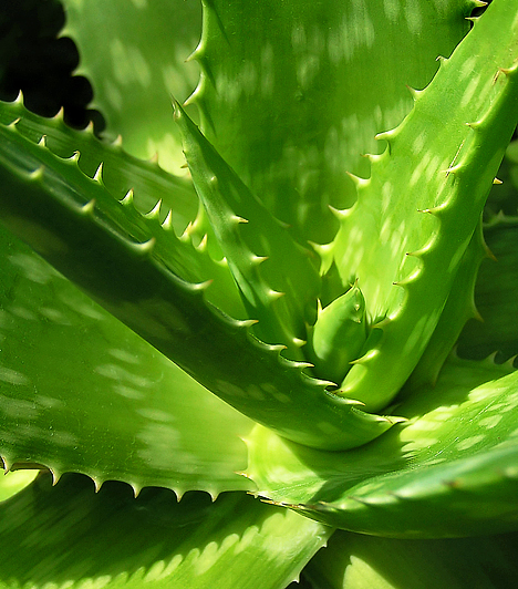 
                        	Aloe vera
                        	Az aloe-termékek serkentik az emésztést, valamint – gomba- és baktériumölő hatásuk révén – segítenek helyreállítani az bélflóra természetes egyensúlyát. Külsőleg használva elsősorban sebgyógyító, bőrregeneráló hatásuk érvényesül.
                        	
                        	Kapcsolódó cikk:
                        	Aloe vera: Candida-ellenes, antioxidáns, gyulladáscsökkentő »