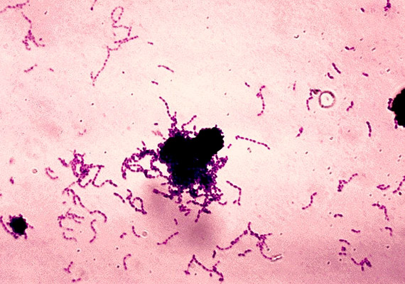 
                        	A Streptococcus mutans egy Gram-pozitív baktérium, melynek jelenléte növeli a Candida albicans- és glabrata-fertőzés valószínűségét.