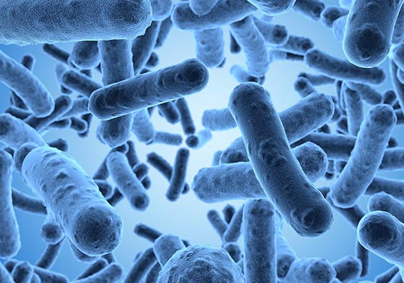 	A fenti képen látható enterobaktériumok egyes fajtái felelhetnek a visszatérő bakteriális hüvelyfertőzésért, a vastagbélen kívüli jelenlétük fekáliás szennyeződésre utal.