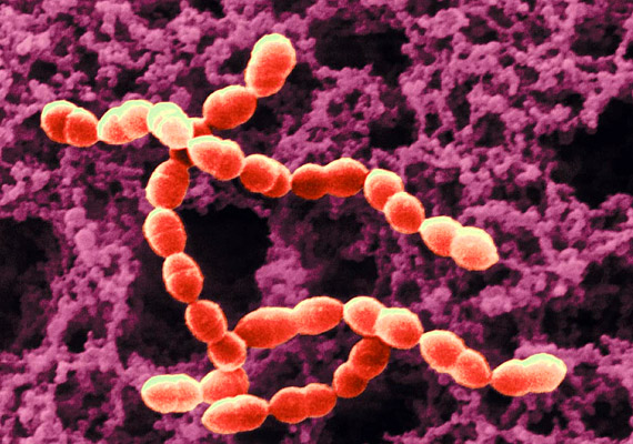 	A Streptococcus baktériumok A-csoportjába tartozó fajok elsősorban az emberi bőrön és a torokban élnek. Jelenlétüknek sokszor nincs tünete, ám ezek a kórokozók felelnek a torokgyulladásért, illetve az ótvarért.