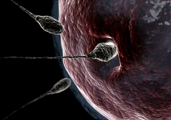 	Szinte hihetetlen, hogy míg a petesejt átmérője 0,1-0,2 mm, addig a spermiumok hossza alig 50 µm.