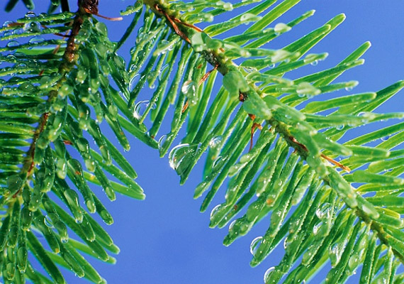 
                        	A lucfenyőben - Picea abies - található növényi olaj javítja a véráramlást, csökkenti a fejfájást. Vásárolj gyógynövényboltban kapható 100%-os olajat, csepegtesd párologtatóba, illetve dörzsöld be vele a halántékodat, és pihenj.