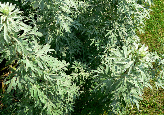 	Az üröm július-augusztusban szórja legintenzívebben a pollenjeit a levegőbe. A képen fehér ürmöt láthatsz - Artemisia absinthium.