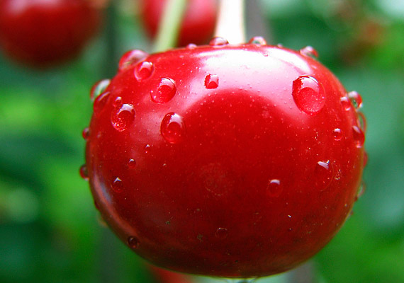 	A savanykás meggy nem csupán antioxidáns-bomba, de a legerősebb lúgosító is a gyümölcsök között.