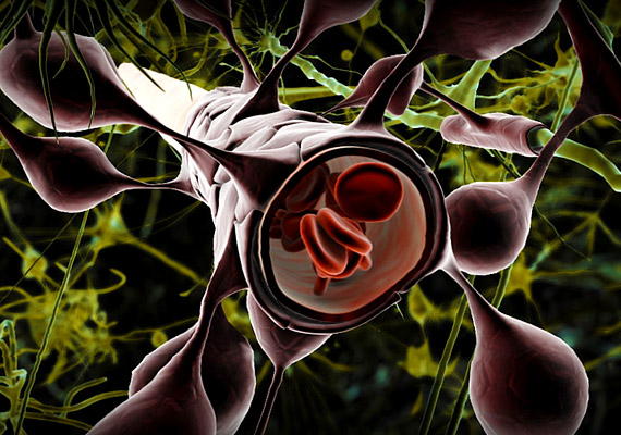 
                        	A képen látható vér-agy gát szerepe kettős: egyrészt a szervezet többi részétől határolja el az agyat - egyrészt kizárja azokat az anyagokat, melyek veszélyesek lehetnek a központi idegrendszer számára, másrészt pedig biztosítja bizonyos anyagok átjutását.