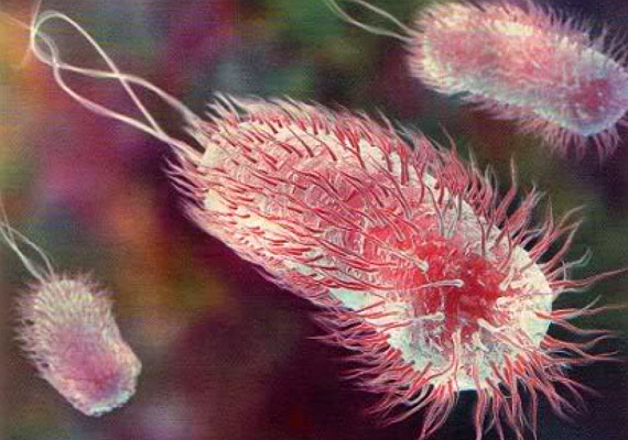 
                        	Az E.coli - Escherichia coli - baktérium mind az emberi, mind az állati szervezetben megtalálható. Problémát akkor jelent, ha elszaporodik, illetve az immunrendszered nem működik megfelelően. Hasi görcsöket, hányást, hasmenést okozhat, és a fertőzés lázzal is járhat. A konyhában megtalálható a vágódeszkán és a hűtőszekrényben.
