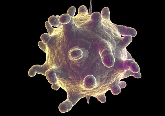 
                        	A náthát leggyakrabban - a képen is látható - rhinovírusok okozzák, de több mint 120 fajta vírus felelhet a kialakulásáért. Mivel az emberi szervezeten kívül is életképesek néhány óráig, vagy akár egy napig is, a nem elég alaposan elmosott csészék és evőeszközökön is tanyázhatnak a kórokozók - csakúgy, mint az influenzavírus esetében.