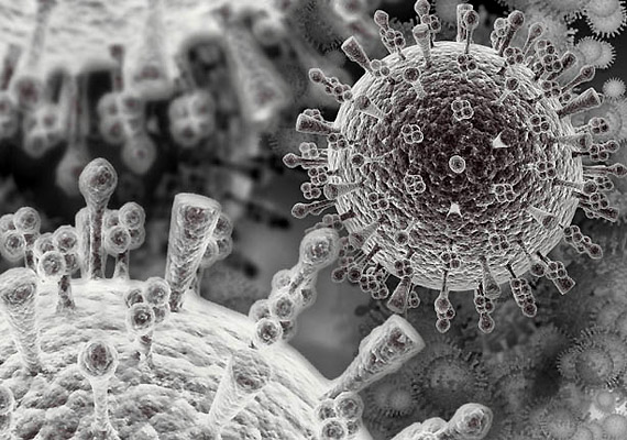 	A képen látható H1N1 vírus a közönséges influenzavírusból mutálódott.