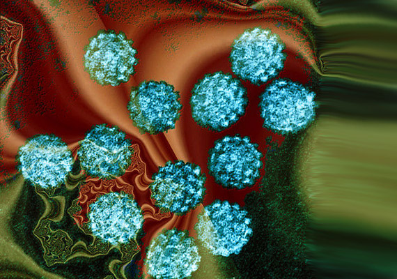 	A HPV, vagyis humán papillomavírus összefüggésbe hozható a méhnyakrákos megbetegedések 99%-ával.