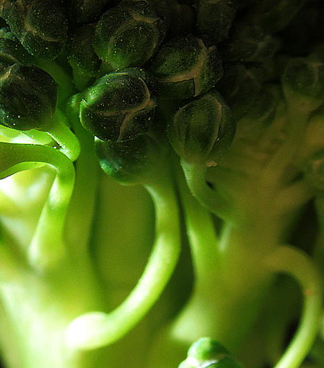 
                        	Brokkoli
                        	Tudományos kutatások szerint a brokkoli fogyasztásának köszönhetően a szervezet sejtjeiben lúg raktározódik el. Emiatt pedig hosszú távon a brokkoli lehet az egyik legjobb megoldás a sav-bázis egyensúly helyreállítására.
                        	
                        	Kapcsolódó kvíz:
                        	A leggyakoribb tévhitek a sav-bázis egyensúlyról »