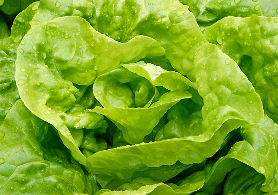 	A fejes saláta - latinul Lactuca sativa - 70,73 pontot kapott. Tudj meg többet róla korábbi cikkünkből!