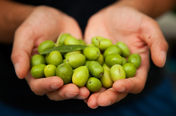 Az olívabogyó egészségre gyakorolt jótékony hatása 8 pontban