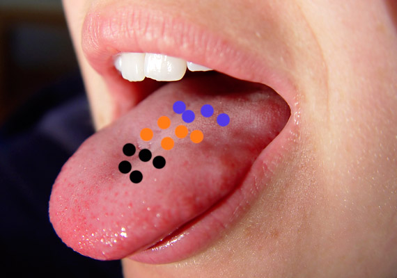 	A nyelv közepén feketével jelölt mélyedések a gyomor, kicsit hátrébb - sárgával jelölve - a hasnyálmirigy, még hátrébb - kékkel - pedig a belek működésével kapcsolatos problémára utalnak.