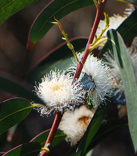  	Eukaliptusz  	Az eukaliptusz nem csupán a cukorkák ízesítésére alkalmas növény. A belőle nyert illóolaj fokozza a vérkeringést, és oldja a görcsöket is. Párologtasd a szobában és ezzel párhuzamosan készíts borogatást belőle.