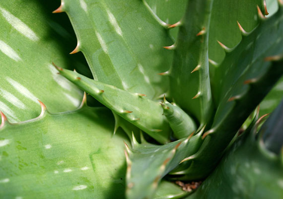 	Az aloe vera segít a sejtek regenerálódásában, miközben hűsíti és nyugtatja a bőrt. Ha leégtél, érdemes a növény friss levelét levágni, és annak nedvével leápolni a kérdéses bőrfelületet.