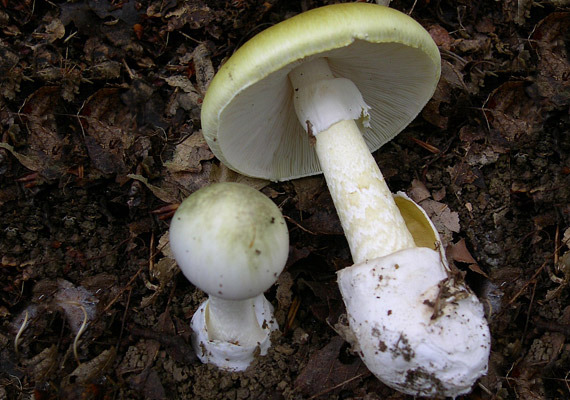 
                        	A mérgező gombák között a legrettegettebb a gyilkos galóca - Amanita phalloides. Gallérjáról és a talajba mélyedő bocskoráról ismered fel, kalapja sárgás- vagy olajzöld színű.