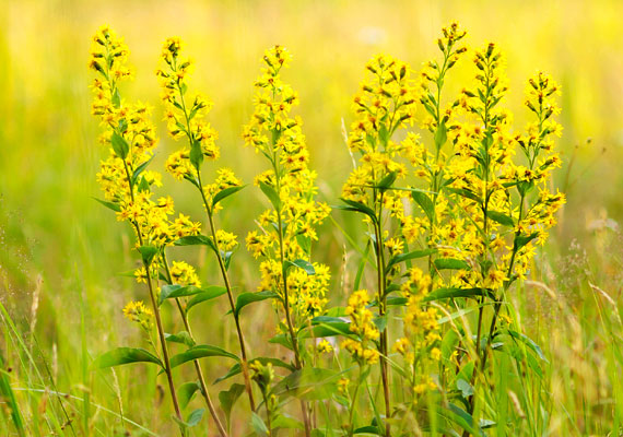 	A júliustól szeptemberig virágzó aranyvessző - Solidago virgaurea - szintén okozhat kellemetlen napokat a pollenjére allergiások számára.