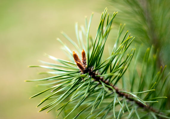 	Az erdei fenyő - Pinus sylvestris - és más fenyőfélék májustól augusztusig tartó virágzásukkal ugyancsak okai lehetnek az allergiás megbetegedéseknek.