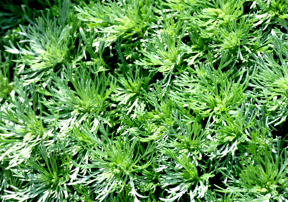 Artemisia annua paraziták, Orvosi Nobel-díj – | National Geographic