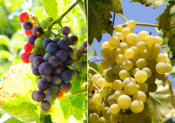 
                        	A kék szőlő héjában lévő resveratrol antioxidáns hatású vegyület, mely védelmet nyújt a rák és a szívbetegségek ellen. A fehér szőlő fogyasztása pedig tisztítókúrákhoz ajánlott.
