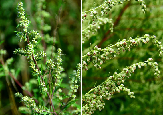 	A fekete üröm - Artemisia vulgaris - ereje vélhetően az agyalapi mirigyre gyakorolt hatásával áll összefüggésben. Egy-két teáskanál ürömlevelet forrázz le 2 deciliter vízzel, áztasd néhány percig, majd szűrd le. Két-három hónapon keresztül fogyassz napi két csészével - ez rendben tartja a medence vérellátását, így segít, hogy menzeszed rendszeres legyen.