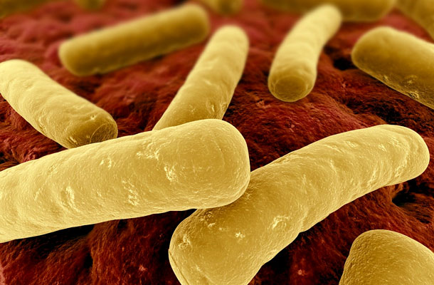 baktériumok a kórházakban hogyan kezeljük a lapos szemölcsöket