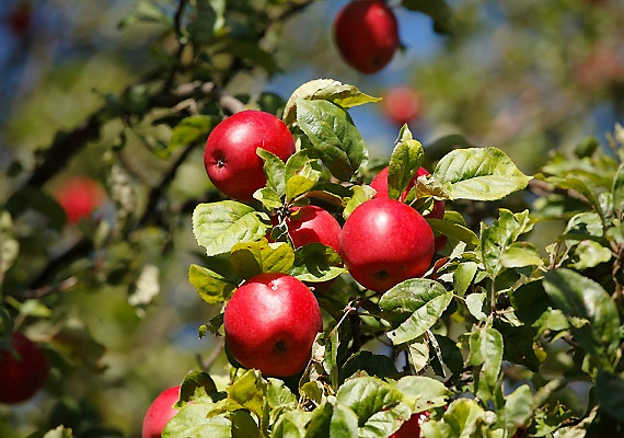 	Ha szereted a savanykás ízeket, a nyári almát se hagyd ki a gyümölcsrepertoárból. 100 grammjában 3,7 gramm rost van, emellett emésztést segítő pektint is tartalmaz.