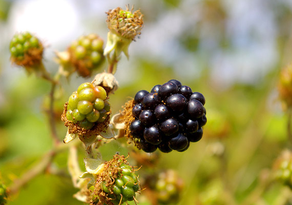 	Az augusztusban érő feketeszeder 100 grammonként 4 gramm rostot tartalmaz. Talán nem is sejtetted, de egy tavaly megjelent tanulmány szerint ez a gyümölcs tartalmazza a legtöbb tápanyagot.