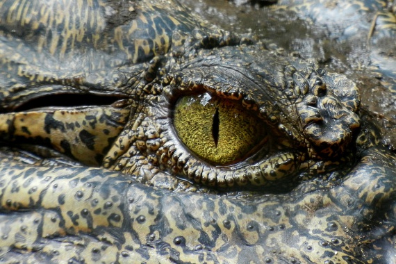 	Tényleg léteznek krokodilkönnyek	A krokodilok valóban sírnak, azonban ezt nem érzelmi indíttatásból teszik, vagy, ahogy sokan hitték korábban, nem a zsákmányukat siratják el. Tény azonban, hogy jellemzően evés közben hullatnak könnyeket, ez azonban azért van, mert így védik a szemüket, ha nem tartózkodnak a vízben, emellett állkapocsmozgásuk is a könnyezést segíti elő.