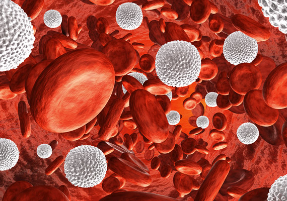 
                        	A fehérvérsejtek vagy leukociták - a képen apró fehér labdák - normál esetben a vér körülbelül 1%-át teszik ki. Szerepük, hogy megvédjék a szervezetet a fertőző betegségekről.