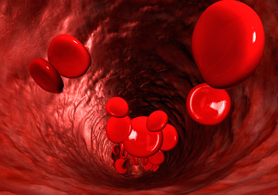 
                        	A vér alakos elemei közül a - a leginkább fánkra emlékeztető - vörösvérsejtek feladata az oxigén, illetve a szén-dioxid szállítása.