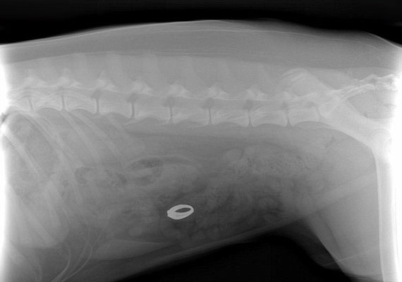 
                        	A képen látható egyéves kutya emésztőrendszerében egy értékes családi örökséget, a nagymama gyémántgyűrűjét pillantotta meg a röntgenorvos.