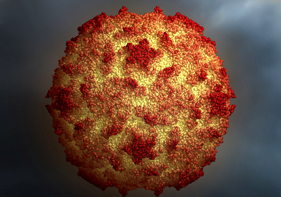 	A képen látható poliovírus a poliomyelitis, ismertebb nevén a járványos gyermekbénulás okozója, amely a 20. század egyik legrettegettebb gyermekbetegsége volt.