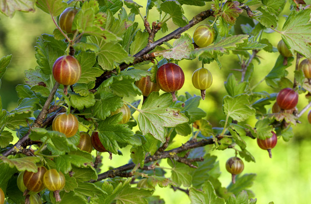 Egres - Ribes uva-crispa