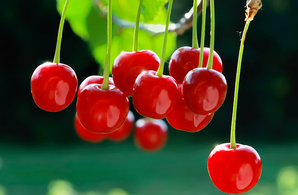 Fanyar cseresznye fogyás A 8 legjobb zsírégető gyümölcs - Blikk Rúzs