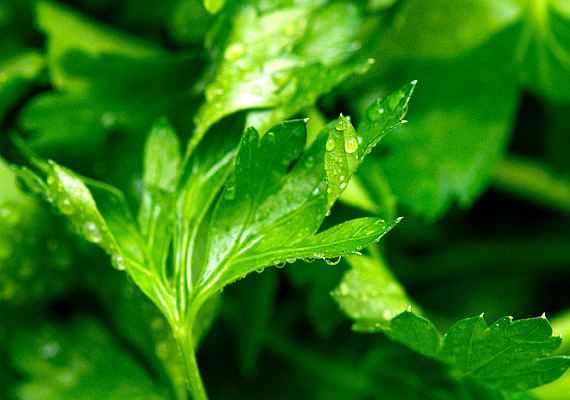 	A petrezselyem az egyik leghatékonyabb vízhajtó fűszernövény - nemcsak a húslevest, de a salátát vagy a túrót is izgalmasabbá teheted vele.